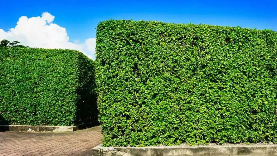 田径训练器材药球
